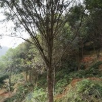 米徑15～20公分的紅豆杉5萬株，樹形漂亮，價格非常便宜！