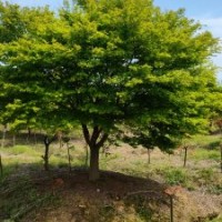供應丹桂金桂羽毛楓紅梅紅楓雞爪槭日本紅楓染井吉野櫻