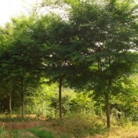 雞爪槭胸徑6-20公分北京大苗圃基地購樹木市排價