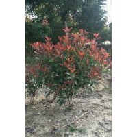 紅葉石楠球，紅花繼木球，金森女貞球