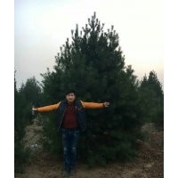 長期供應白皮松