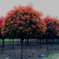 湖南紅葉石楠、紅葉石楠樹、紅葉石楠球
