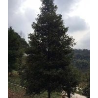 楨楠火爆銷售 專業楨楠種植