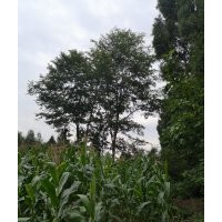 長(zhǎng)期出售樸樹(shù)黃連木無(wú)患子白櫸樹(shù)