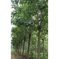基地直銷楸樹梓樹各種規格