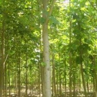 精品 12公分 18公分馬褂木價格 南京馬褂木產地