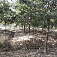 供應四川成都櫸樹 基地批發價格