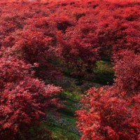 叢生三季紅紅楓3-6條北京大苗圃基地購樹木市排價