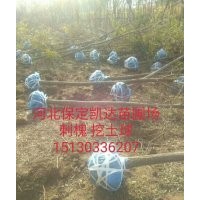 河北保定刺槐什么價格