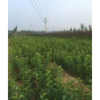 優質叢生紫丁香100000顆，河南貨源