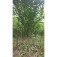 山東綠源苗木供應