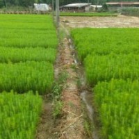 吉首濕地松苗供應_優質濕地松-隨州希望苗圃