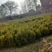 小葉黃楊高0.4-0.8米北京大苗圃基地購樹木市排價