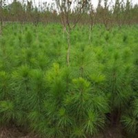 三年生高120cm濕地松供應_優質濕地松苗-隨州希望苗圃
