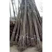 河北金葉榆圖片 金葉榆價格