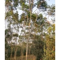 供應各規(guī)格湖南欒樹，移植骨架欒樹、截桿欒樹