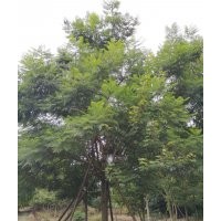 四川藍花楹種植基地 藍花楹落葉喬木 優異品種