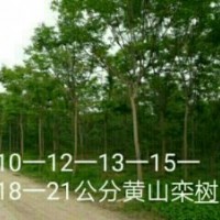 供欒樹3-20公分，紅葉李1-10公分，紫荊，木槿