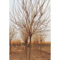 國槐胸徑10-30公分北京大苗圃基地購樹木市排價