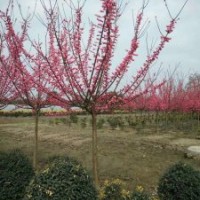 供應四川成都高桿低分枝紅梅 基地批發價格