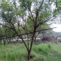 供應四川成都山杏 基地批發價格