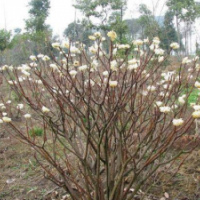 江蘇白花樹(shù)價(jià)格 白花樹(shù)苗圃直銷(xiāo)