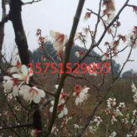 江蘇烏梅花低價供應(yīng) 苗圃直銷