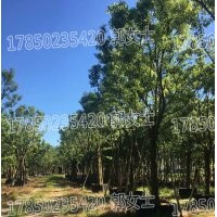 基地直供 批發 優選精品 質優價廉