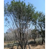長期供應(yīng)金枝槐 茶條槭 皂莢