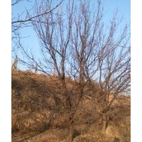 長期供應(yīng)銀杏 山杏 梅李