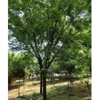 江蘇20公分櫸樹價格，浙江20公分櫸樹價格，上海20公分櫸樹批發