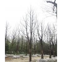 優質獨桿香樟價格批發 公司直銷獨桿香樟