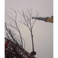 欒樹產地直銷、1-20公分100萬供應、
