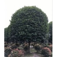 桂花價格報價