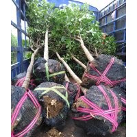 五公分桂花樹
