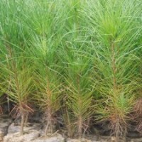 一年生濕地松容器苗批發供應，高度20-40公分-湖北華青農業