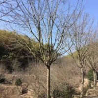 供應染井吉野櫻丹桂金桂紅梅紅楓雞爪槭櫸樹羽毛楓日本紅楓