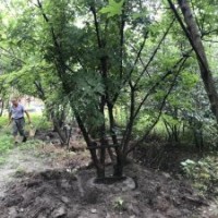 供應四川成都元寶楓 基地批發價格