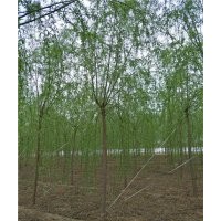 10公分垂柳基地