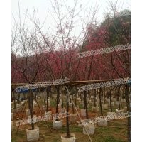 福建山櫻花 基地批發