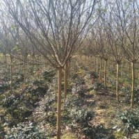 優勢供應紫薇、百日紅1-15供應大量供應、