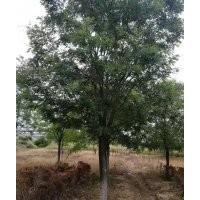 15-20公分國槐