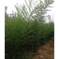 國槐苗價格，國槐苗批發，國槐苗多少錢一棵？