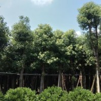出售5-30公分光棍、骨架香樟