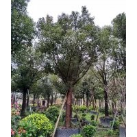 供應15-30公分全冠骨架香樟袋苗假植苗