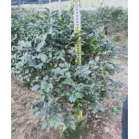 供應(yīng)80-120冠茶梅球袋苗假植苗