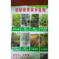專供叢生黃櫨，烏桕，臘梅，皂角