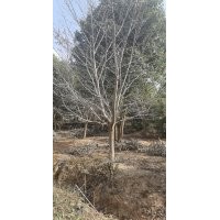 苗圃大量優勢供應10-30高低分支的，早櫻花！