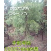 供應優質池杉6-13公分