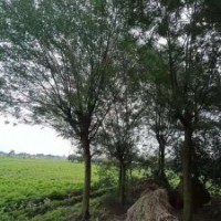 供應四川成都合歡 基地批發價格